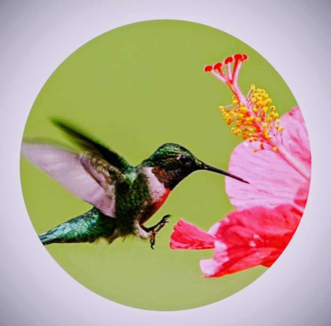 Les P'tits Colibris - Québec