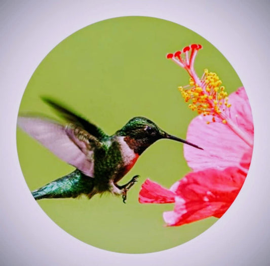 Les P'tits Colibris - Québec